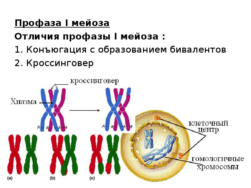 Тетрады в мейозе