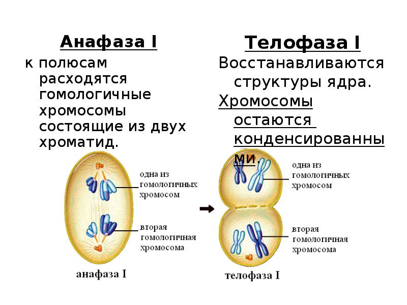 Мейоз анафаза 2 набор хромосом