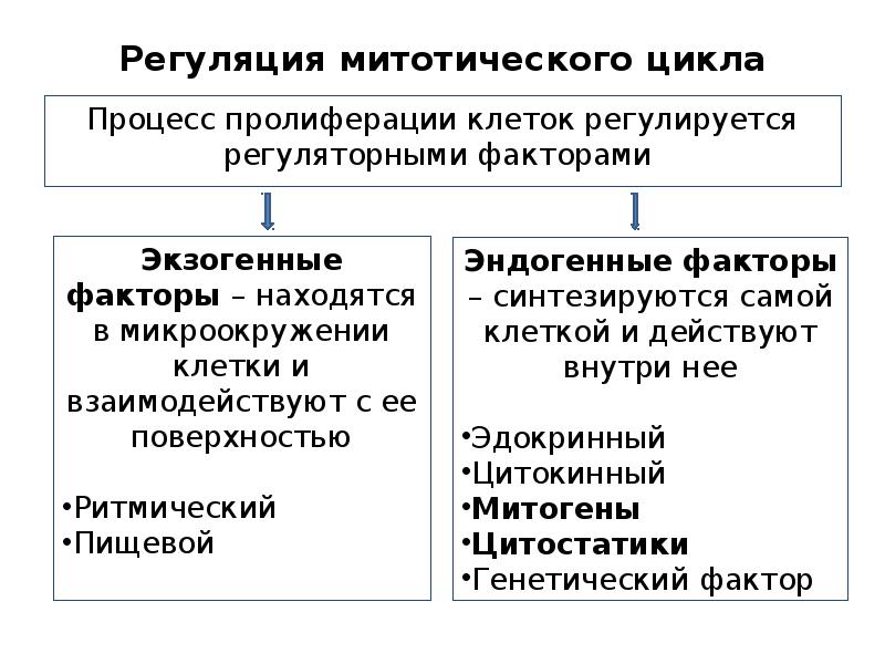 Экзогенные и эндогенные процессы регуляции биологических ритмов презентация