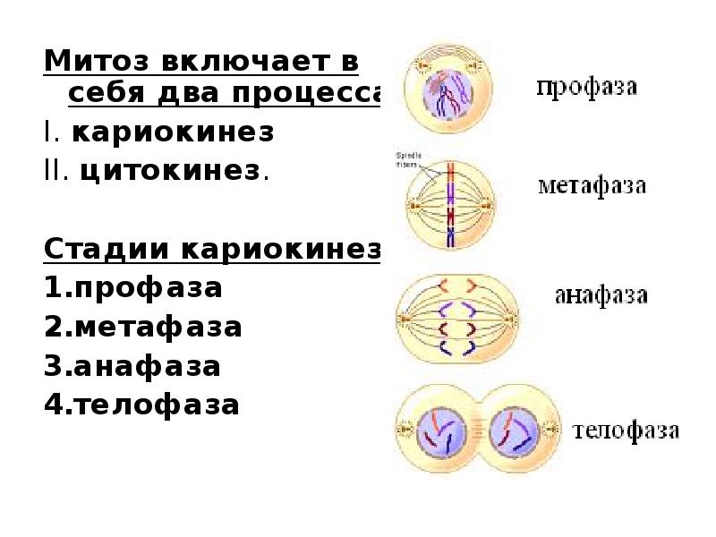 Спирализация хромосом в мейозе