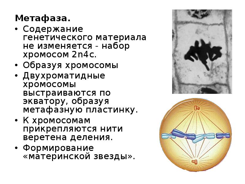 Метафаза хромосомный набор. Метафаза 2 набор хромосом. Содержание генетического материала метафаза. Метафаза 2 хромосомный набор. Метафазная пластинка метафаза 1.