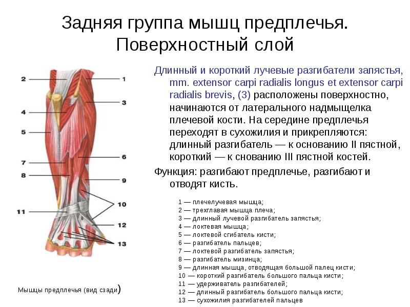 Мышца разгибатель задней группы плеча