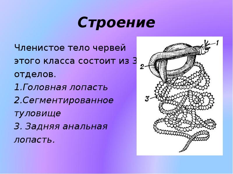 Из чего состоит класс