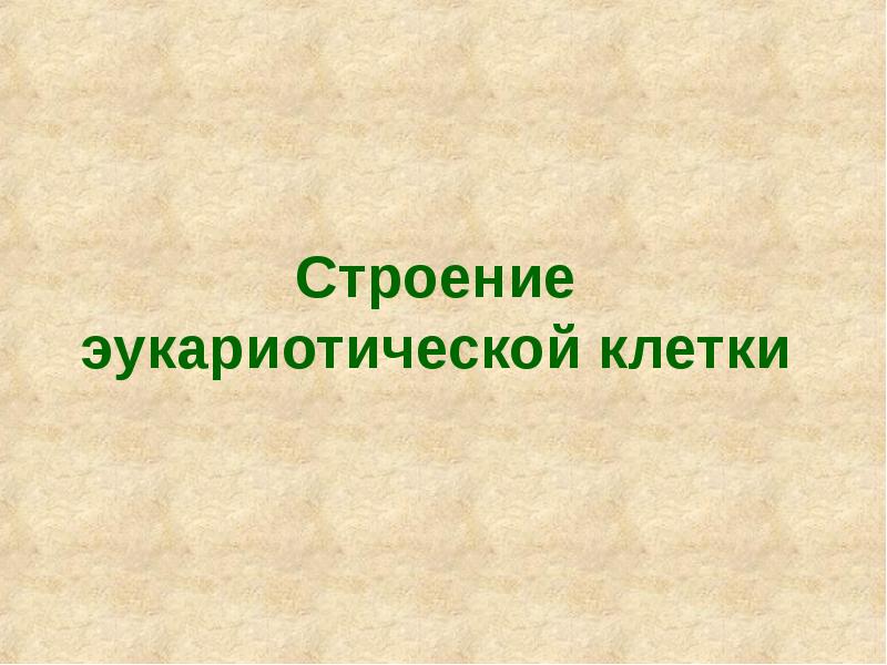 Строение эукариотической клетки Строение эукариотической клетки