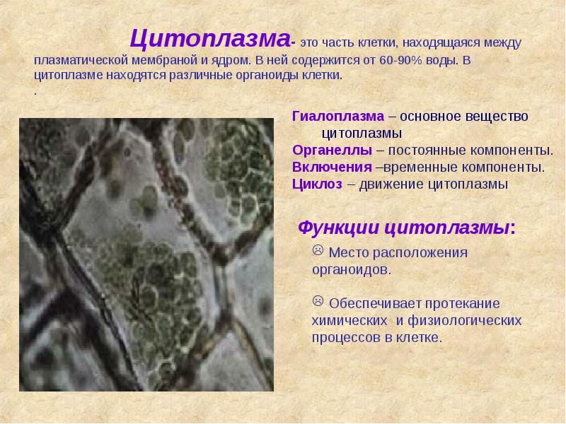 Цитоплазма- это часть клетки, находящаяся между плазматической мембраной и ядром. В Цитоплазма- это часть клетки, находящаяся между плазматической мембраной и ядром. В