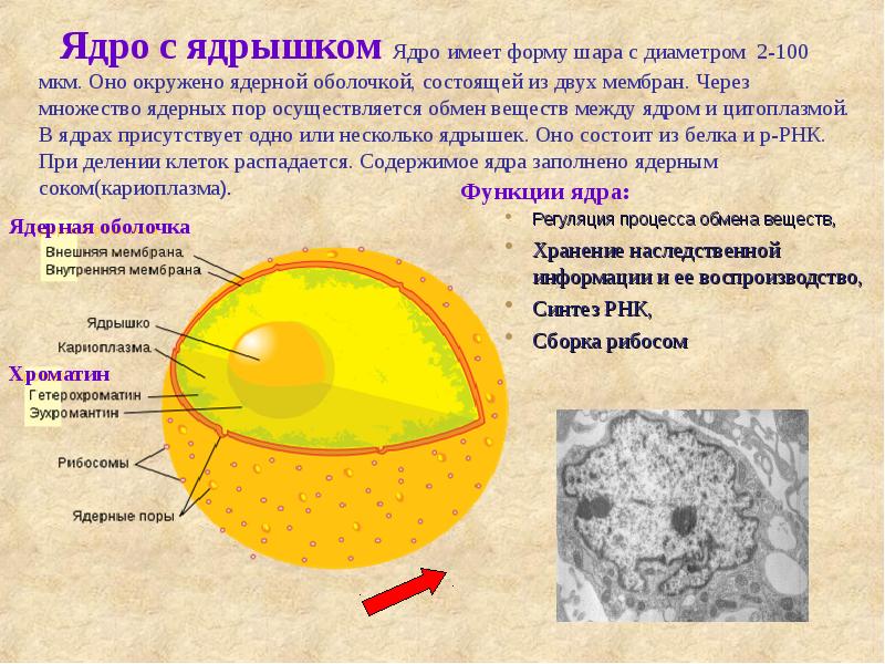 Ядро с ядрышком Ядро имеет форму шара с диаметром 2-100 мкм. Ядро с ядрышком Ядро имеет форму шара с диаметром 2-100 мкм.