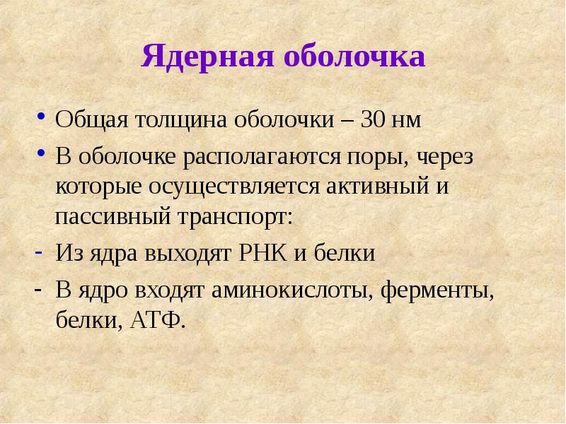 Ядерная оболочка
Общая толщина оболочки – 30 нм
В оболочке располагаются Ядерная оболочка
Общая толщина оболочки – 30 нм
В оболочке располагаются