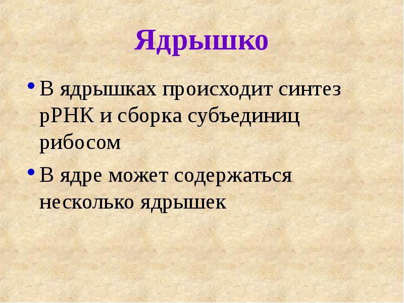Ядрышко
В ядрышках происходит синтез рРНК и сборка субъединиц рибосом
В Ядрышко
В ядрышках происходит синтез рРНК и сборка субъединиц рибосом
В