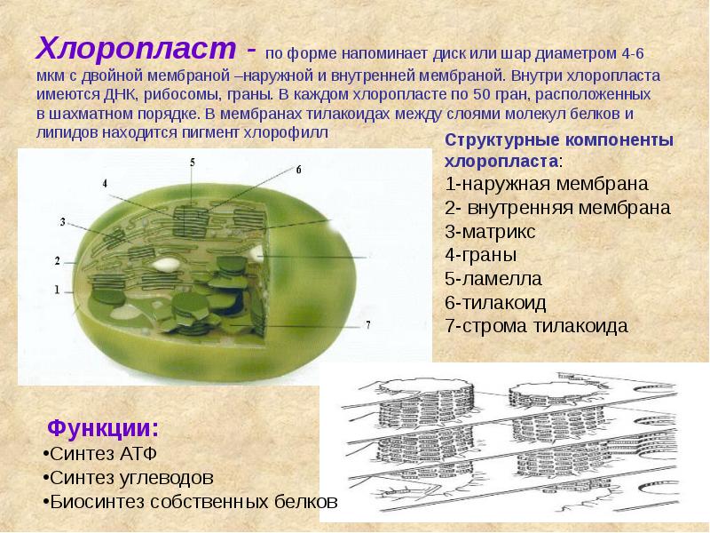 Хлоропласт - по форме напоминает диск или шар диаметром 4-6 мкм Хлоропласт - по форме напоминает диск или шар диаметром 4-6 мкм