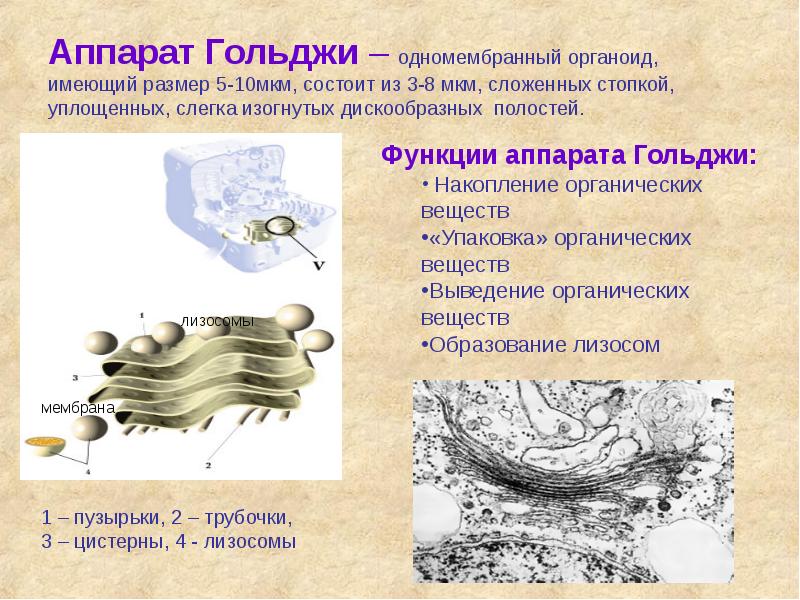 Аппарат Гольджи – одномембранный органоид, имеющий размер 5-10мкм, состоит из 3-8 Аппарат Гольджи – одномембранный органоид, имеющий размер 5-10мкм, состоит из 3-8