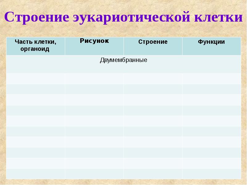 Строение эукариотической клетки Строение эукариотической клетки
