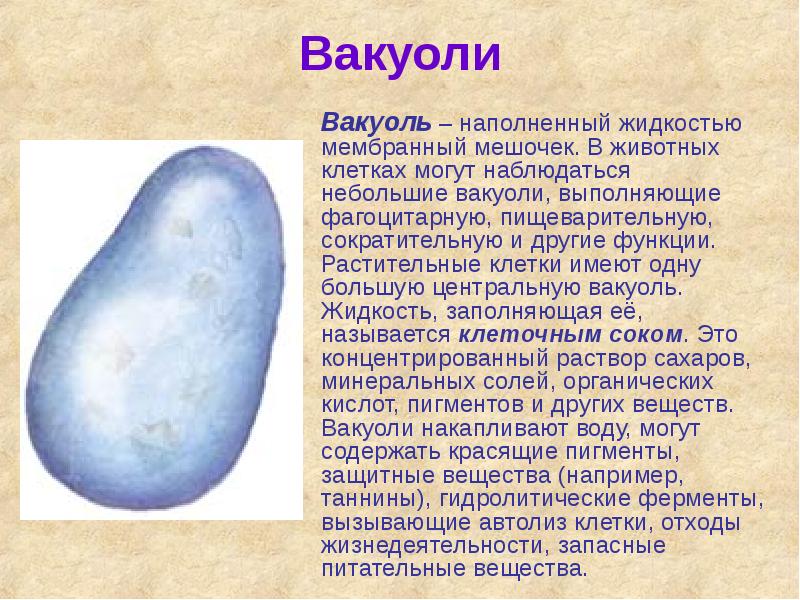 Вакуоли Вакуоли