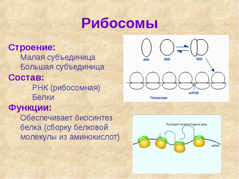 Определите клеточную структуру модель строения которой изображена на рисунке молекулы какого типа