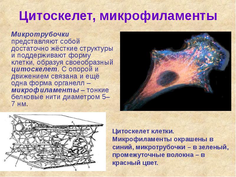 Цитоскелет строение и функции. Микротрубочки цитоскелета строение. Цитоскелет микрофиламенты. Клетки цитоскелета микротрубочки функции. Строение цитоскелета растительной клетки.