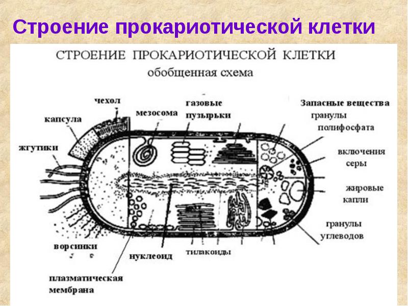 План строения клетки