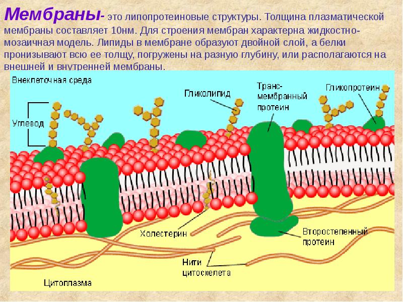 Мембраны- это липопротеиновые структуры. Толщина плазматической мембраны составляет 10нм. Для строения Мембраны- это липопротеиновые структуры. Толщина плазматической мембраны составляет 10нм. Для строения