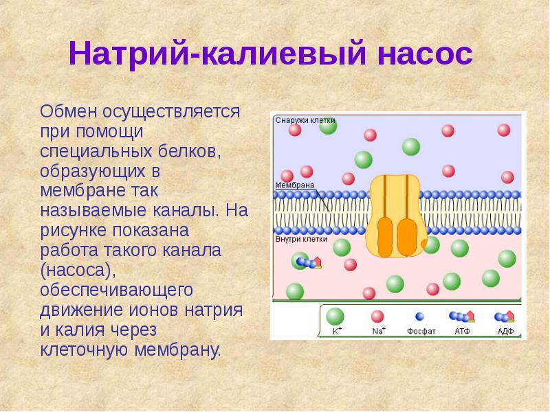 Движение внутри клетки. Калиево натриевый насос клетки. Натрий калиевый насос АТФ. Натрий-калиевый мембраны клетки-. Натриево калиевый насос физиология.
