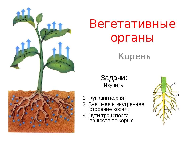 Внутреннее строение растений презентация