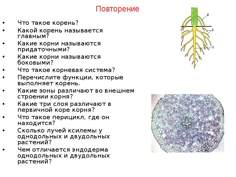 Что такое корень 2 класс