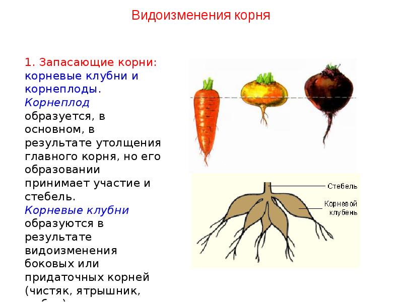 Корень главный орган растения проект 6 класс