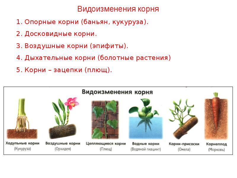 Проект разнообразие видоизменений органов растений 6 класс