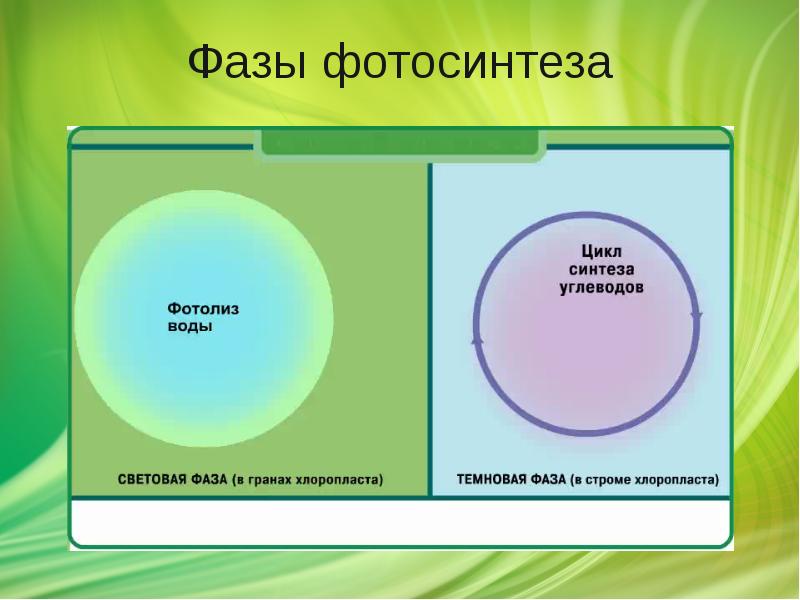 Презентация фотосинтез и хемосинтез