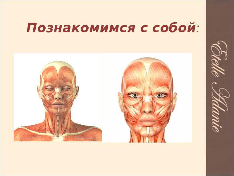 Презентация лицо человека 1 класс 8 вид