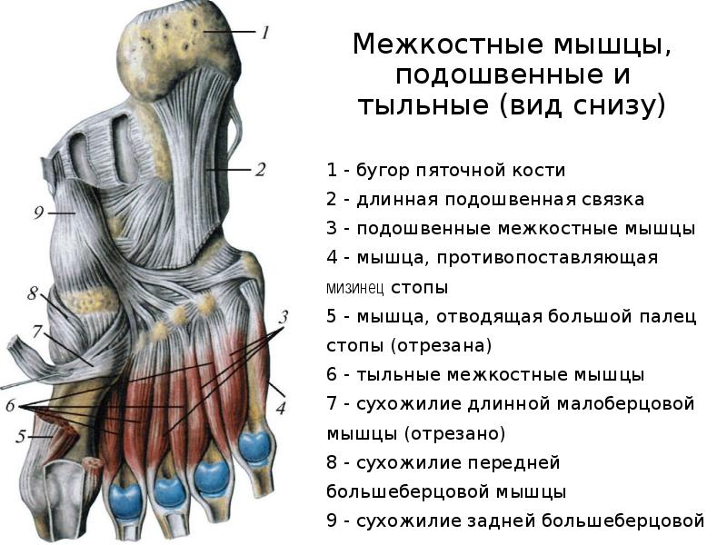 Межкостные мышцы