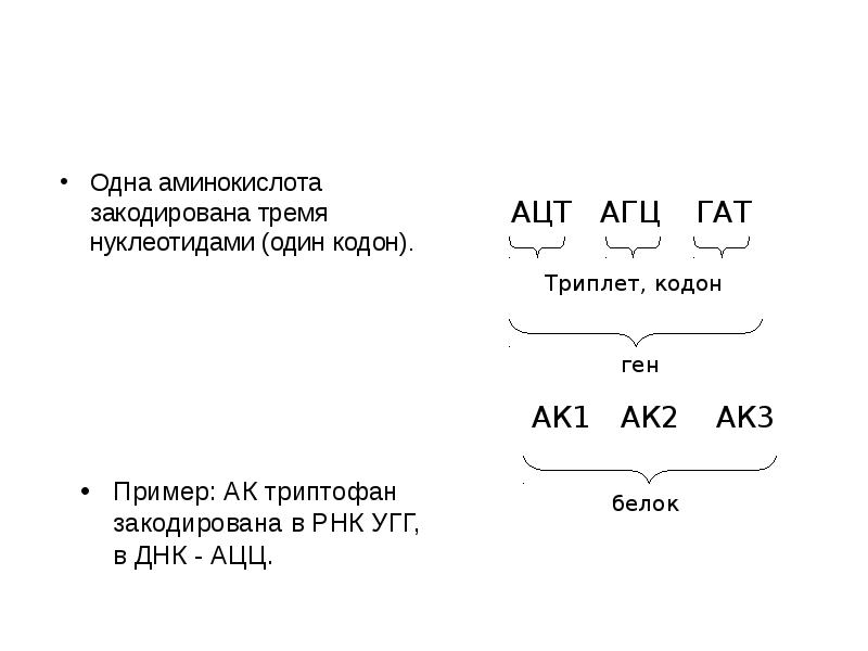 1 аминокислота 3 нуклеотида 1 триплет