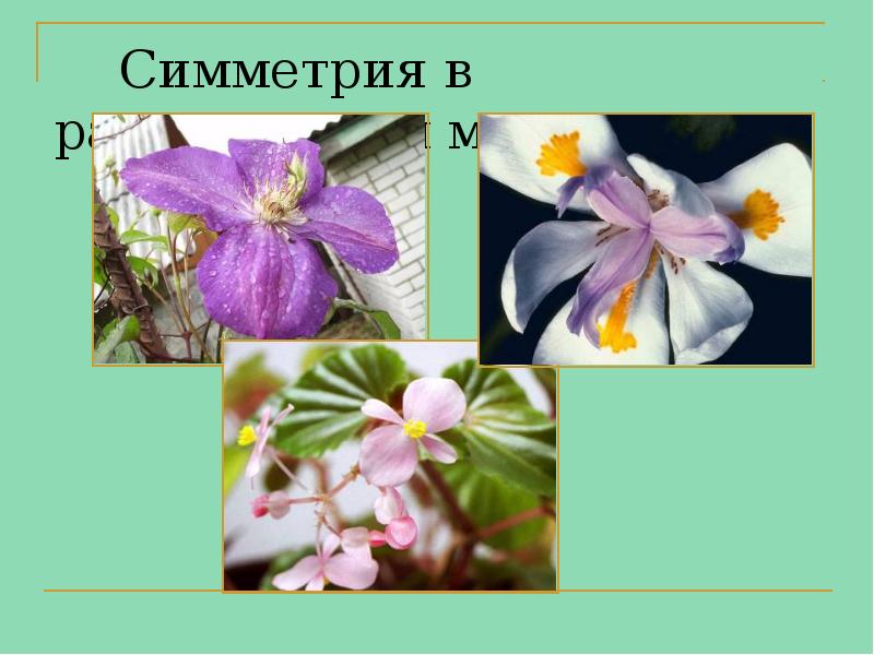 Симметрия в растительном мире Симметрия в растительном мире