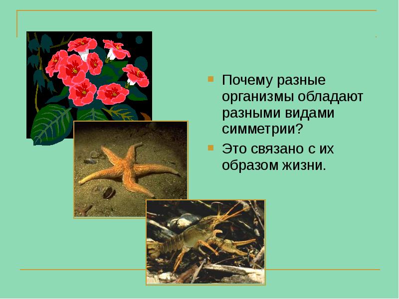Почему разные организмы обладают разными видами симметрии?
Это связано с Почему разные организмы обладают разными видами симметрии?
Это связано с