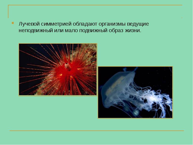 Лучевой симметрией обладают организмы ведущие неподвижный или мало подвижный образ жизни. Лучевой симметрией обладают организмы ведущие неподвижный или мало подвижный образ жизни.