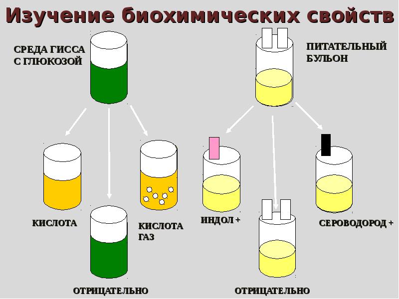 Выделения чистой культуры анаэробов схема