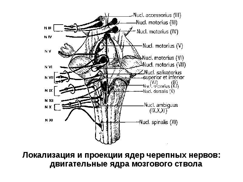 Реферат: Места выхода черепных нервов из мозга