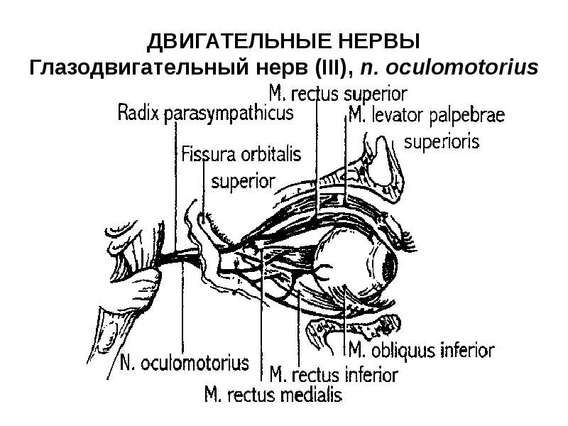 Отводящий нерв. Глазодвигательный нерв анатомия схема. Путь глазодвигательного нерва схема. Двигательное ядро глазодвигательного нерва. Ядра глазодвигательного нерва схема.