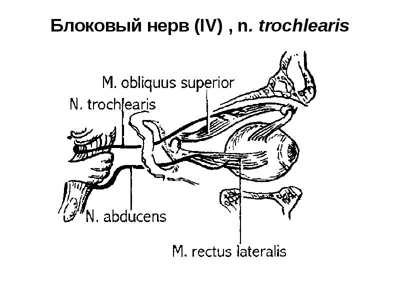 Блоковый нерв схема