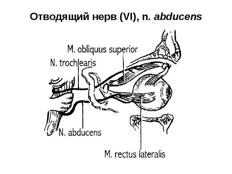 Блоковый нерв. Отводящий нерв анатомия схема. Vi пара - отводящий нерв. Отводящий нерв (n. ABDUCENS) – vi пара. Блоковый нерв (IV пара черепных нервов).
