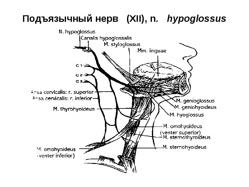 Схема подъязычного нерва