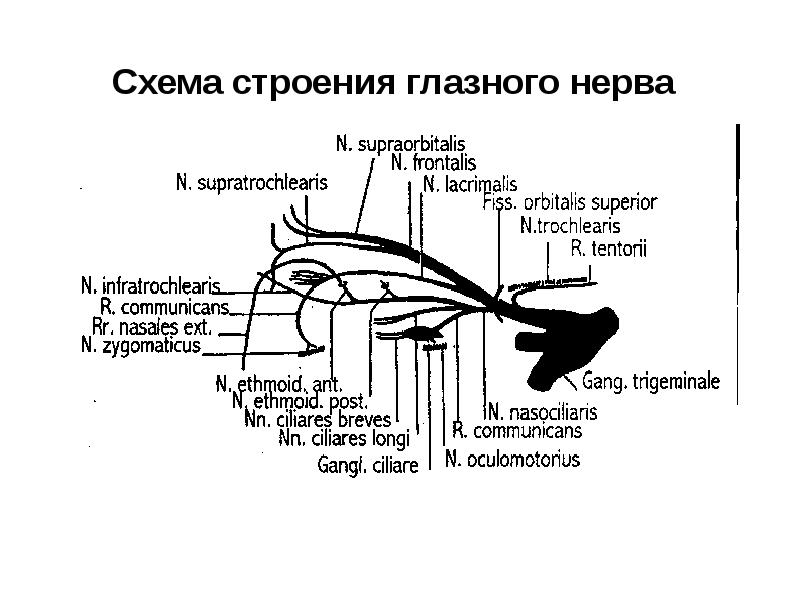 Схема строения нерва