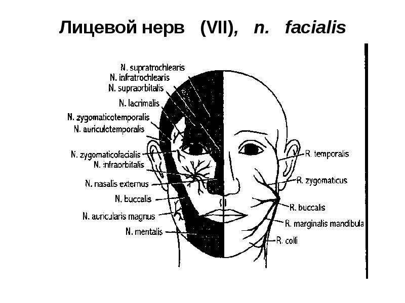 Схема лицевых нервов