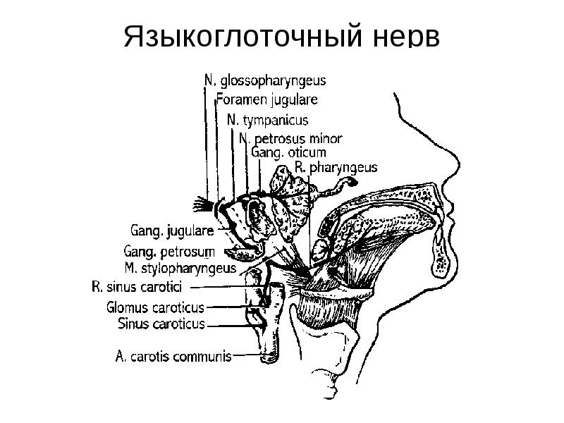 Лицевой языкоглоточный нерв. Схема языкоглоточного нерва анатомия. Ветви языкоглоточного нерва схема. Языкоглоточный нерв зона иннервации. Языкоглоточный нерв ветви иннервация.