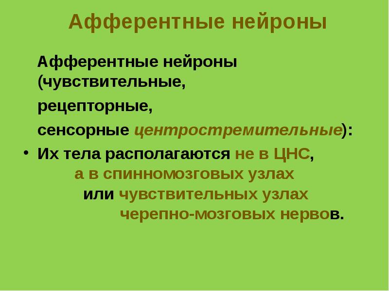 Афферентный нейрон. Афферентные Нейроны располагаются в. Афферентные (чувствительные, сенсорные) Нейроны. Афферентные Нейроны расположены. Чувствительные афферентные.