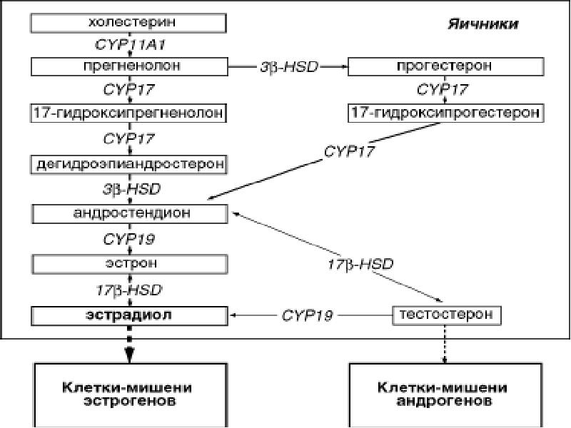 Стероидогенез схема с ферментами