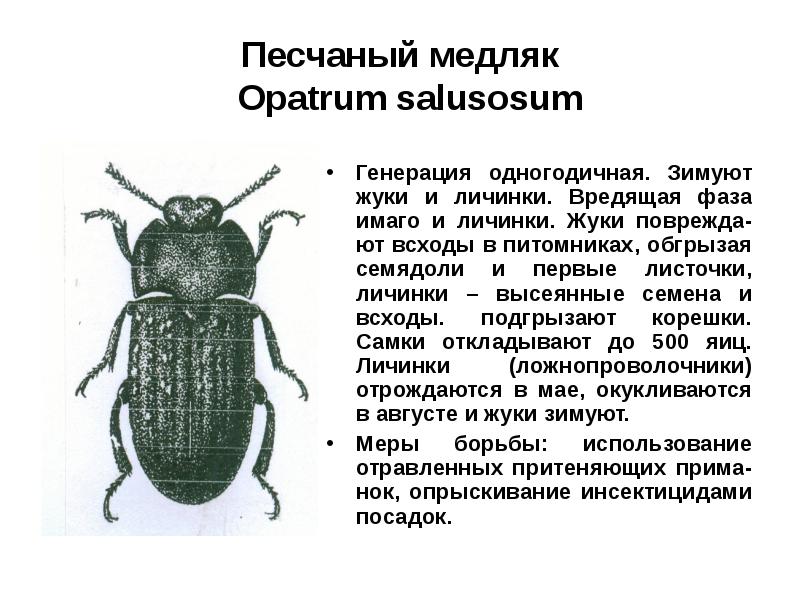 Жуки ауди текст