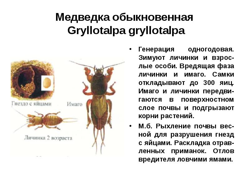 Вредители растений презентация