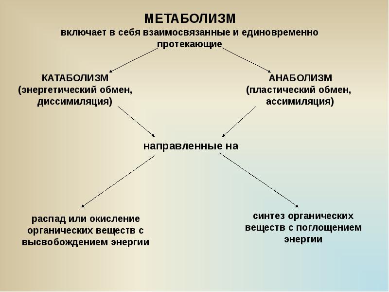 Обмен веществ 2 процесса. Что включает в себя обмен веществ. Метаболизм включает в себя. Обмен веществ или метаболизм это. Основной обмен включает.