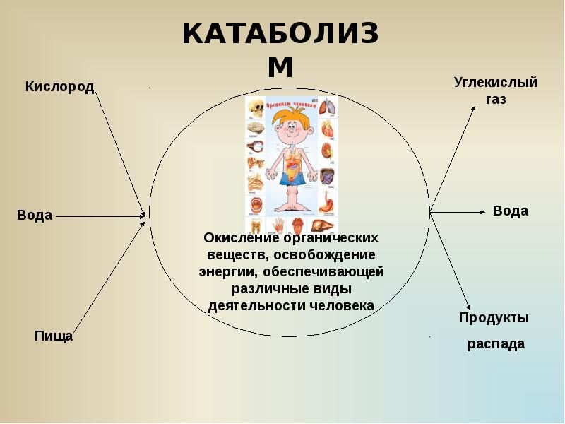 Детский обмен веществ