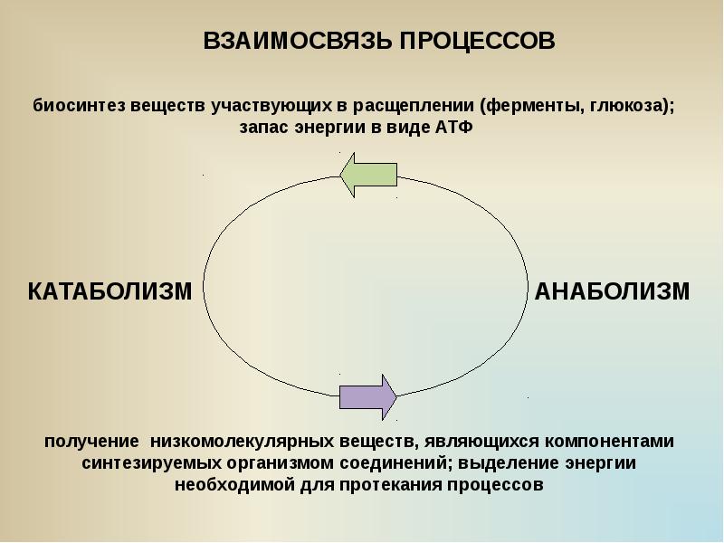 Схема взаимосвязи обмена веществ и энергии