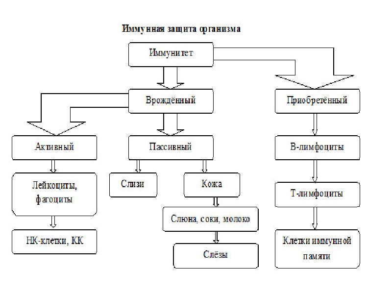 Иммунитет ж?не оны? т?рлері слайд