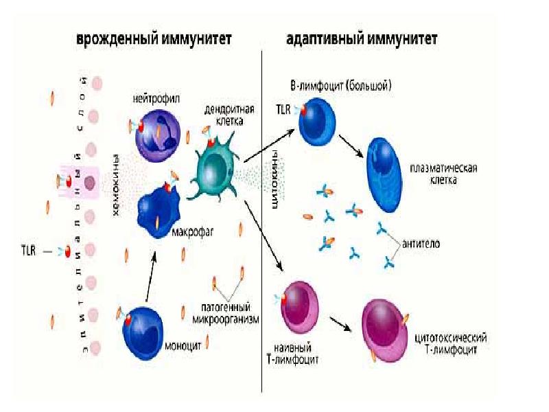 Иммунитет ж?не оны? т?рлері слайд